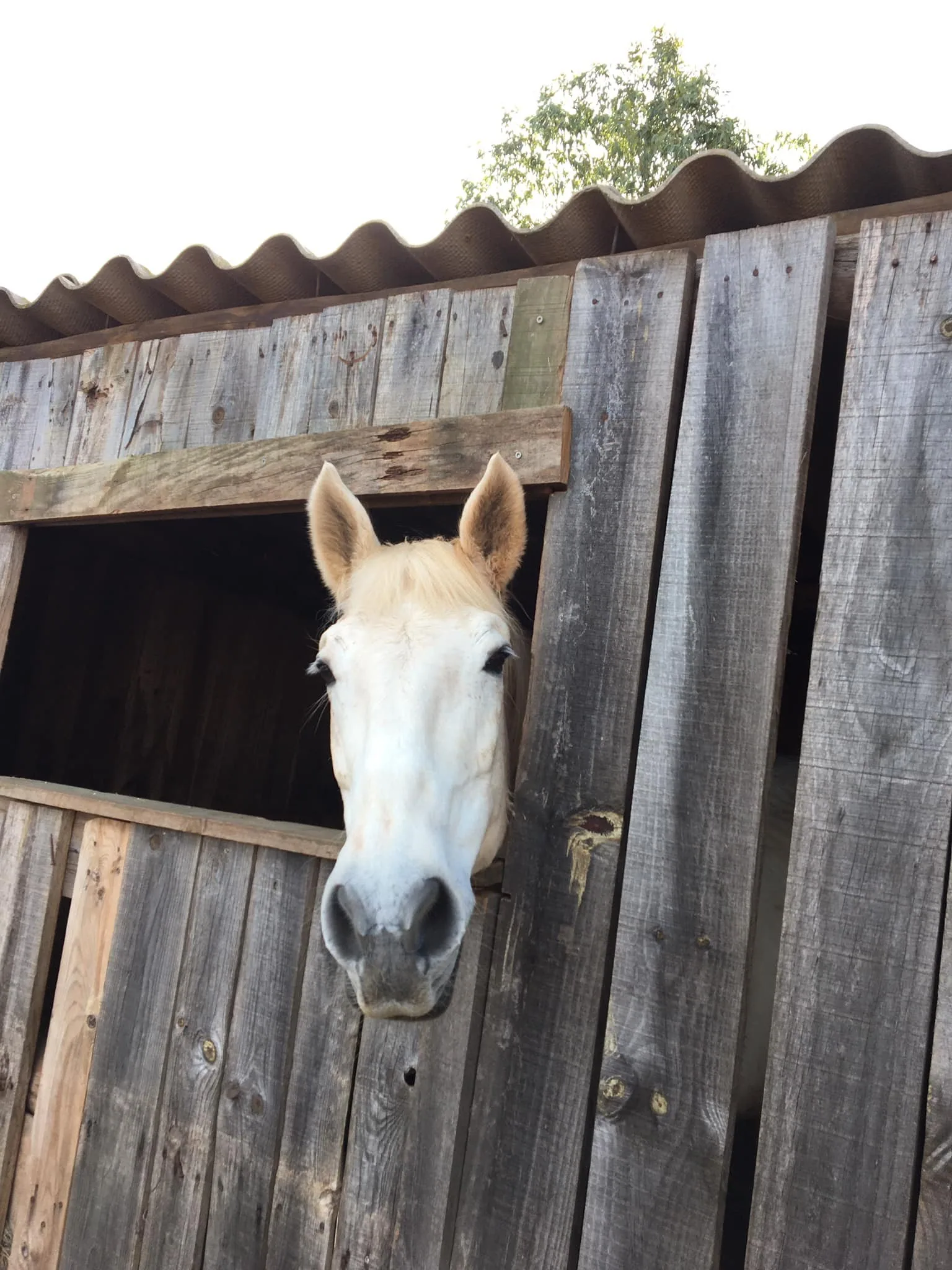 Cavalos nos paddocks da QPA no Algarve